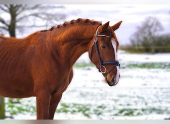 Hannover, Stallone, 3 Anni, 162 cm, Sauro