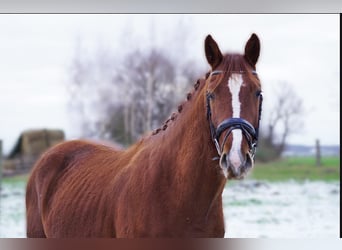 Hannover, Stallone, 3 Anni, 162 cm, Sauro