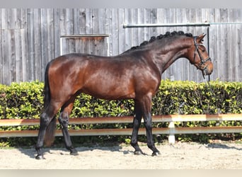 Hannover, Stallone, 3 Anni, 163 cm, Baio