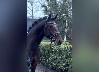 Hannover, Stallone, 3 Anni, 163 cm, Baio