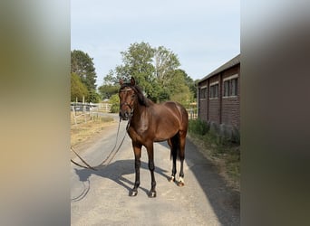 Hannover, Stallone, 3 Anni, 163 cm, Baio ciliegia
