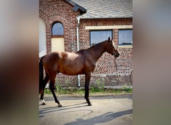 Hannover, Stallone, 3 Anni, 163 cm, Baio ciliegia