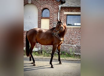 Hannover, Stallone, 3 Anni, 163 cm, Baio ciliegia