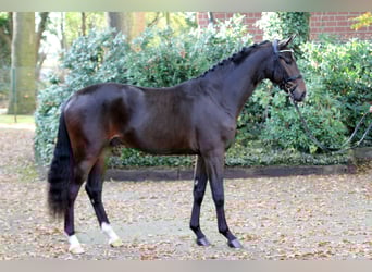 Hannover, Stallone, 3 Anni, 164 cm, Baio nero