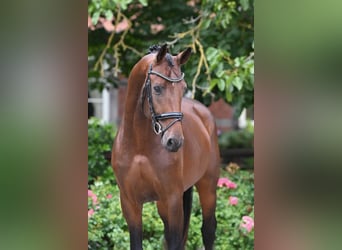 Hannover, Stallone, 3 Anni, 165 cm, Baio