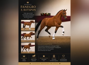 Hannover, Stallone, 3 Anni, 165 cm, Baio