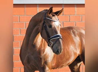 Hannover, Stallone, 3 Anni, 165 cm, Sauro