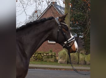 Hannover, Stallone, 3 Anni, 166 cm, Baio nero