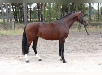 Hannover, Stallone, 3 Anni, 166 cm, Baio scuro