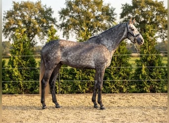 Hannover, Stallone, 3 Anni, 166 cm, Grigio pezzato