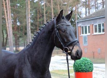 Hannover, Stallone, 3 Anni, 167 cm, Morello