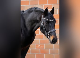 Hannover, Stallone, 3 Anni, 168 cm, Baio nero