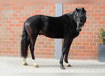 Hannover, Stallone, 3 Anni, 168 cm, Baio nero