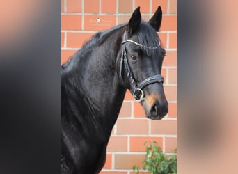 Hannover, Stallone, 3 Anni, 168 cm, Baio nero