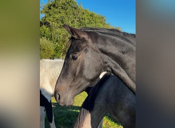 Hannover, Stallone, 3 Anni, 168 cm, Baio nero