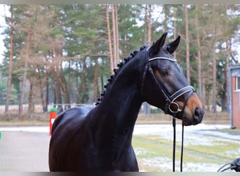 Hannover, Stallone, 3 Anni, 169 cm, Baio scuro