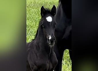 Hannover, Stallone, 3 Anni, 169 cm, Morello