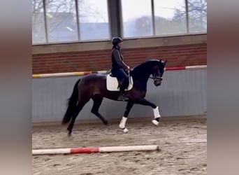 Hannover, Stallone, 3 Anni, 170 cm, Baio