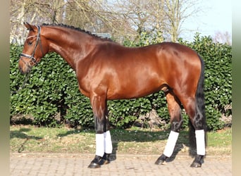 Hannover, Stallone, 3 Anni, 170 cm, Baio