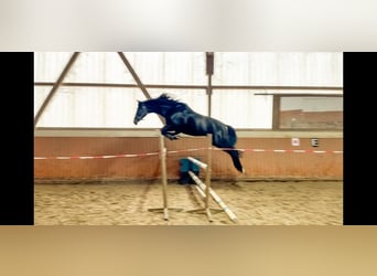 Hannover, Stallone, 3 Anni, 170 cm, Baio nero