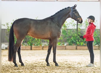Hannover, Stallone, 3 Anni, 170 cm, Baio scuro