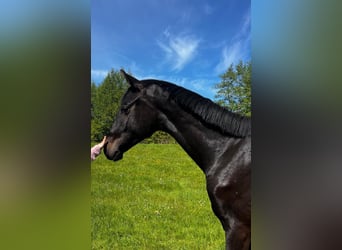 Hannover, Stallone, 3 Anni, 170 cm