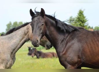 Hannover, Stallone, 3 Anni, 170 cm