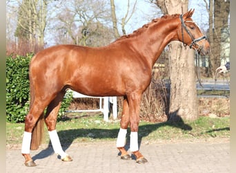 Hannover, Stallone, 3 Anni, 170 cm, Sauro