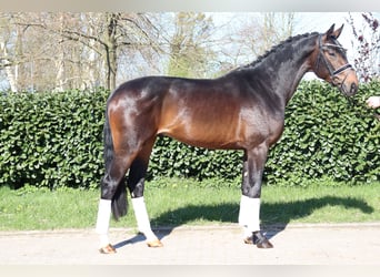 Hannover, Stallone, 3 Anni, 172 cm, Baio scuro