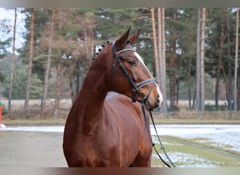 Hannover, Stallone, 3 Anni, 180 cm, Baio