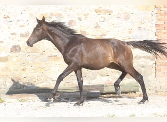 Hannover, Stallone, 3 Anni, Baio nero