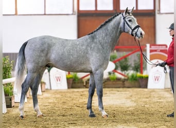 Hannover, Stallone, 3 Anni, Grigio