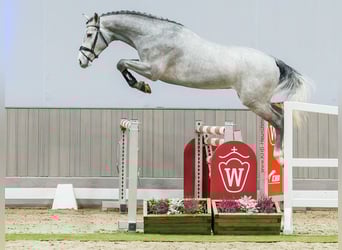 Hannover, Stallone, 3 Anni, Grigio