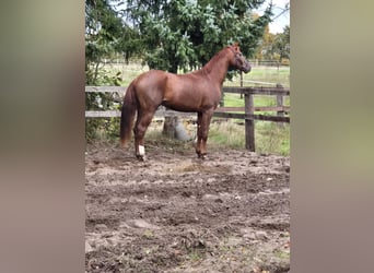 Hannover, Stallone, 3 Anni, Sauro