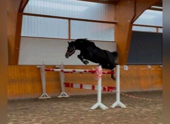 Hannover, Stallone, 4 Anni, 163 cm, Grigio