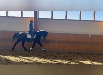 Hannover, Stallone, 4 Anni, 163 cm, Grigio