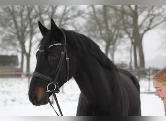Hannover, Stallone, 4 Anni, 164 cm