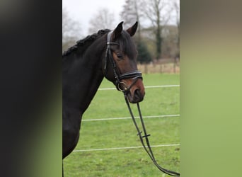 Hannover, Stallone, 4 Anni, 165 cm, Baio scuro