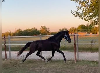 Hannover, Stallone, 4 Anni, 165 cm, Morello