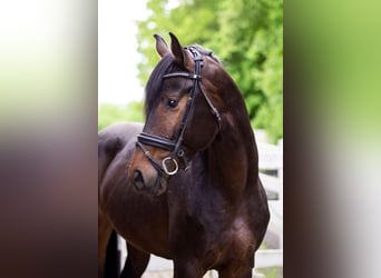 Hannover, Stallone, 4 Anni, 168 cm, Baio