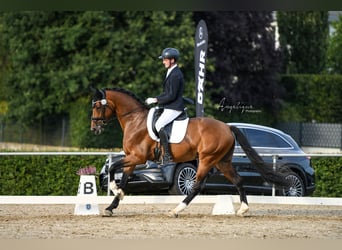 Hannover, Stallone, 4 Anni, 170 cm, Baio