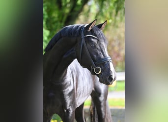 Hannover, Stallone, 4 Anni, 171 cm, Morello