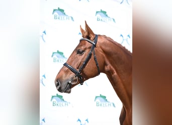 Hannover, Stallone, 4 Anni, 174 cm, Sauro scuro