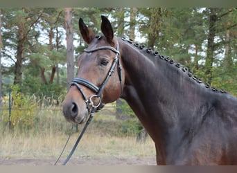 Hannover, Stallone, 4 Anni, 175 cm, Baio scuro