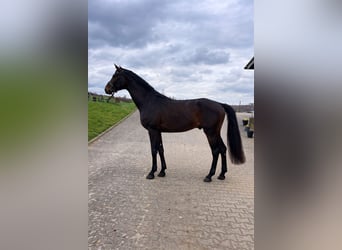 Hannover, Stallone, 4 Anni, 176 cm, Baio scuro
