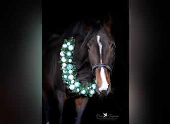 Hannover, Stallone, 4 Anni, 183 cm, Baio scuro