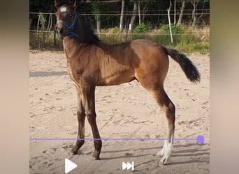 Hannover Mix, Stallone, 4 Anni