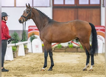 Hannover, Stallone, 4 Anni, Sauro scuro