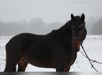Hannover, Stallone, 5 Anni, 162 cm, Baio scuro