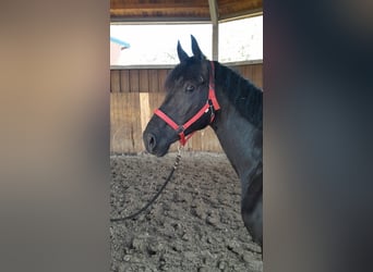 Hannover, Stallone, 5 Anni, 162 cm, Morello